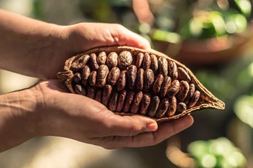 Tuinposter Cocoa pods with dry cocoa beans in the male hands. Nature background. © volff