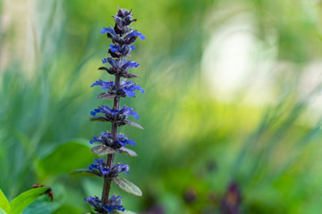 Bugle creeping blue - purple flower blooming on a green meadow