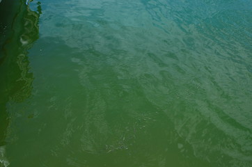 turtle island and green Dalyan river in Turkey
