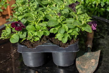 Petunia young plants, lightning sky variety, in plastic tray pot with a trowel, on a glass top patio table
