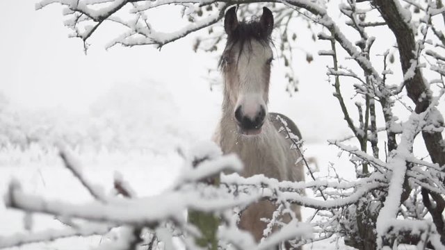 Horses in the snow on a winters day all shot at 100fps slowed to 30%