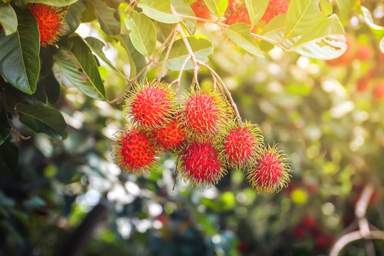 Rambutan Fruit On Tree