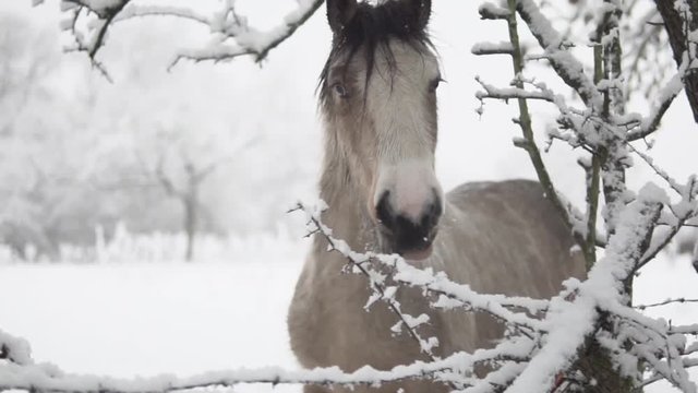 Horses in the snow on a winters day all shot at 100fps slowed to 30%