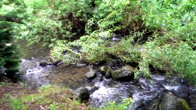 Cold running river runs fast in the rainforest of Tasmania
