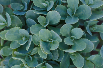 Sedum hardy succulent ground cover perennial green plant with thick succulent leaves and fleshy...