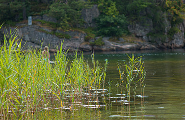 Reeds on a beach in calm waters.