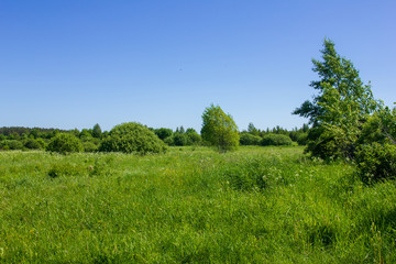 tree in a field