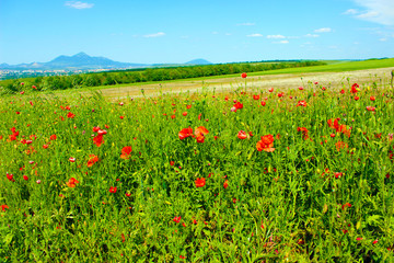 Fototapeta na wymiar field of red poppies