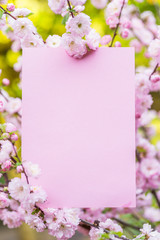 Paper blank between flowering almond branches in blossom. Pink flowers as a frame.