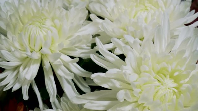 Astra. Close-up shot of white aster flower in a florist's. 4K