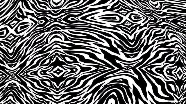 Seamless young animation of psychedelic animal print with duotono colors.Art collage zebra  pattern black and white turbulence background.