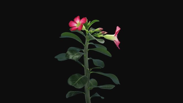 Time-lapse of growing and opening Adenium flower 8a4 in 4K PNG+ format with ALPHA transparency channel isolated on black background. Other names of Adenium are: Desert rose, Impala lily, Sabi star, Ba