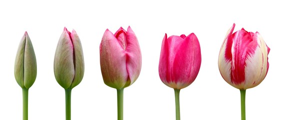 Tulips on white background. Close up. Stages of flowering tulip. From green bud to lush pink flower