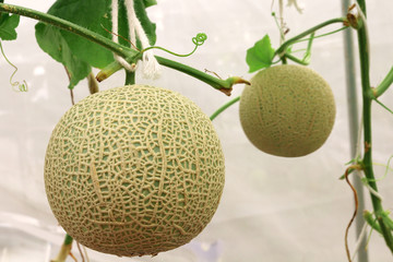 Fresh cantaloupe melons plants growing in the greenhouse farm.