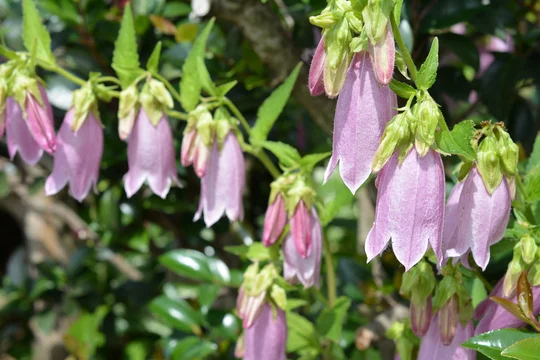季節の花 ホタルブクロ ピンクの花 薄紫 可憐で丈夫 増える 家庭園芸 ガーデニングイメージ素材 Stock 写真 Adobe Stock 季節の花 ホタルブクロ ピンクの花 薄紫 可憐で丈夫 増える 家庭園芸 ガーデニングイメージ素材 Stock 写真 Adobe Stock