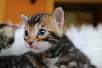 cat with blue eyes