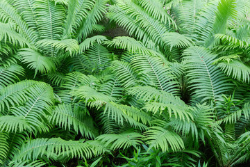 Background of the fern leaves close-up