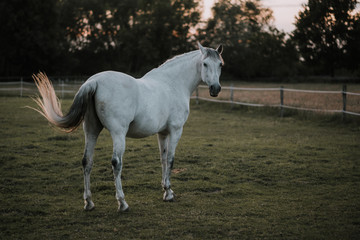 spanisches Pferd,Schimmel aus Andalusien auf Koppel, Pferdekoppel, Weide, Wiese im Abendlicht