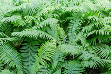 Fototapeta na wymiar Background of the fern thickets close-up