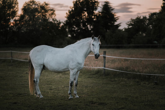spanisches Pferd,Schimmel aus Andalusien auf Koppel, Pferdekoppel, Weide, Wiese im Abendlicht