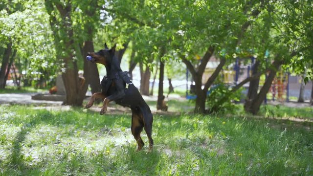 King Doberman playing a toy in the field.