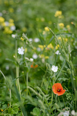 red poppy in the field