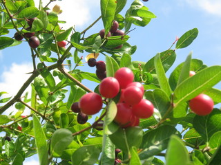 Carissa carandas which is also known as wild blood fruit