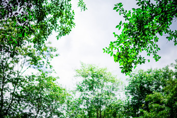 tree branch in the forest.
