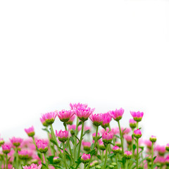 Obraz na płótnie Canvas White pink Chrysanthemum flower on white background