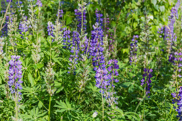 Fototapeta premium Fragment of thickets of wild perennial lupine among tall grass
