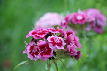flower in the garden