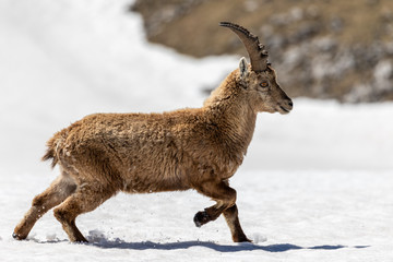 ibex crossing a snow-covered area on the plateaus of the  Vercors Sud.