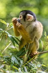 Bolivian skull monkey eats twigs from a bush
