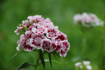 Zauber einer Bartnelke / Dianthus barbatus