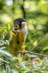 Bolivian skull squirrel eats in a bush