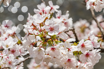 奈良の桜
