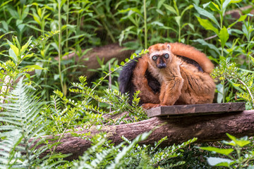 Blue-eyed lemur is looking at