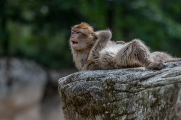 two Barbary monkeys lie on a stone
