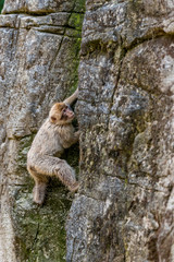 Barbary Macaque climbs up a rock