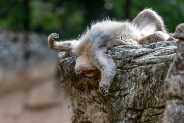 Barbary macaque young is crazy 