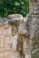 two Barbary Monkeys on a mountain