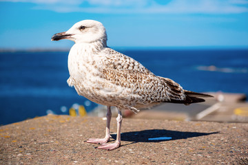 Sea gull at pier