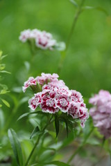 Bartnelke / Dianthus barbatus