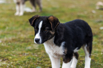cute black and white puppy