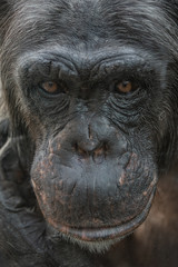 Fototapeta na wymiar Closeup portrait of curious wondered female adult Chimpanzee