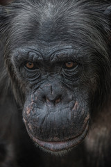 Closeup portrait of curious wondered female adult Chimpanzee