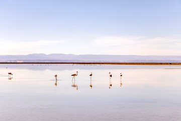 The Chaxa Lagoon with Andean flamingos, flamingo heaven located in the center of the Salar de Atacama, Chile