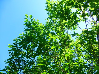 green branch of a tree