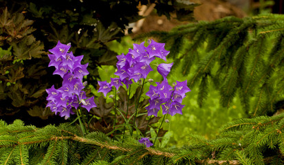 Obraz premium First spring wild flower close-up, wildflower meadow at the heyday.