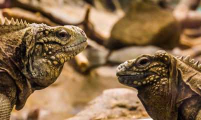 The faces of two cuban rock iguanas in closeup, tropical and vulnerable lizards from the coast of...